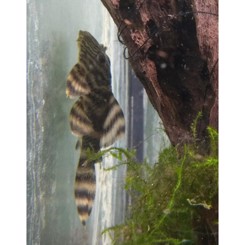 Sugemalle L074 Panaque 